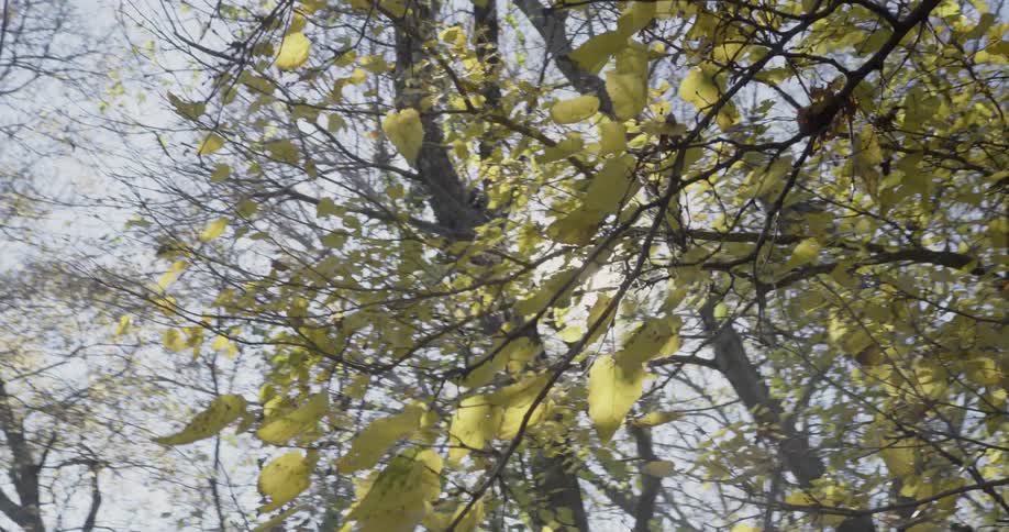 The sun shines through tree branches