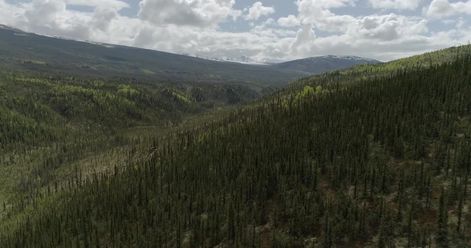Trees cover a mountainside