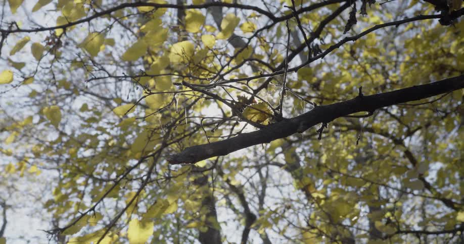 The sun shines bright through the tree branches