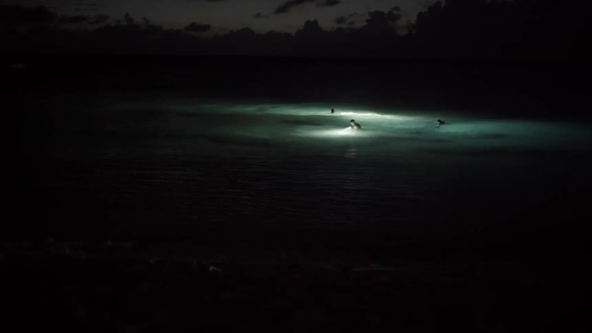 People in the ocean with flashlights at night