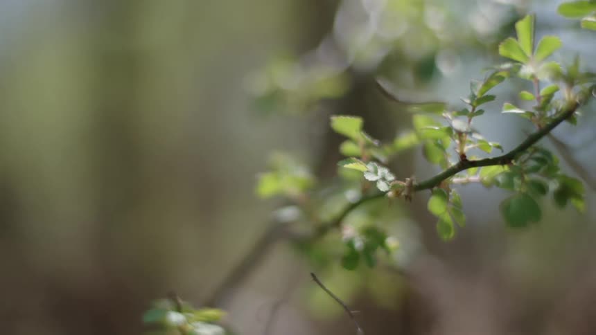 The branches have many small leaves