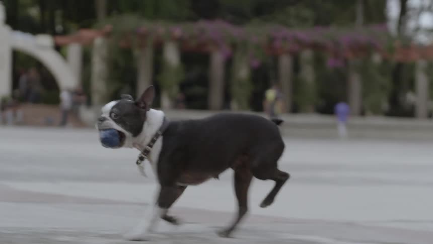 A dog runs while carrying a ball