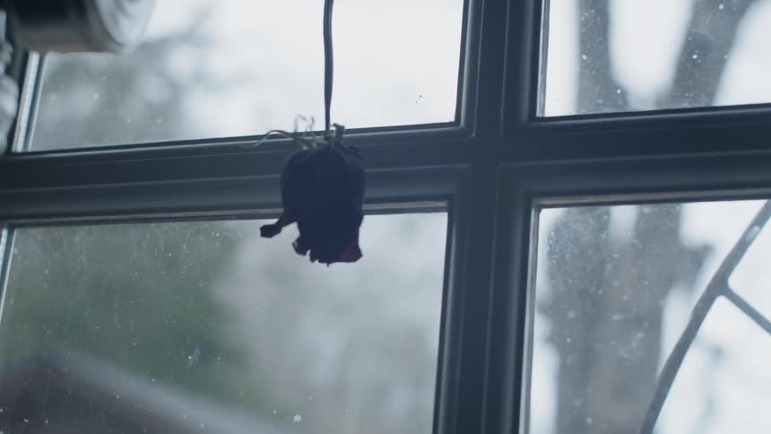 Dried rose hangs upside down in front of window