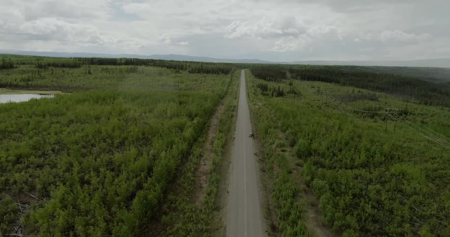 Tall bushes line this road