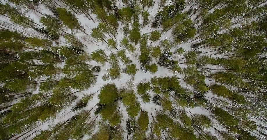 The forest below has many trees side by side