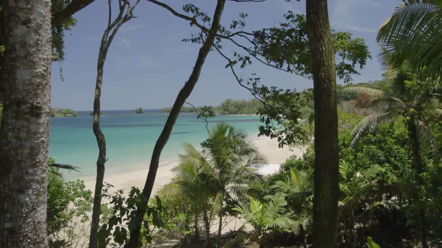 Trees grow on a beach