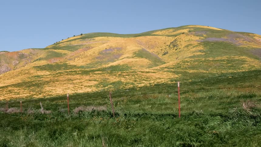Wind blows through grass on a hill