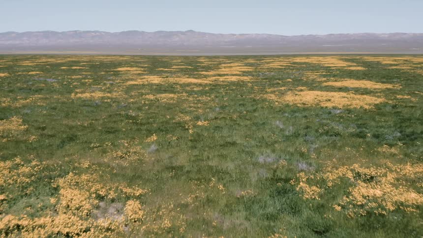 Yellow flowers and green grass cover the ground