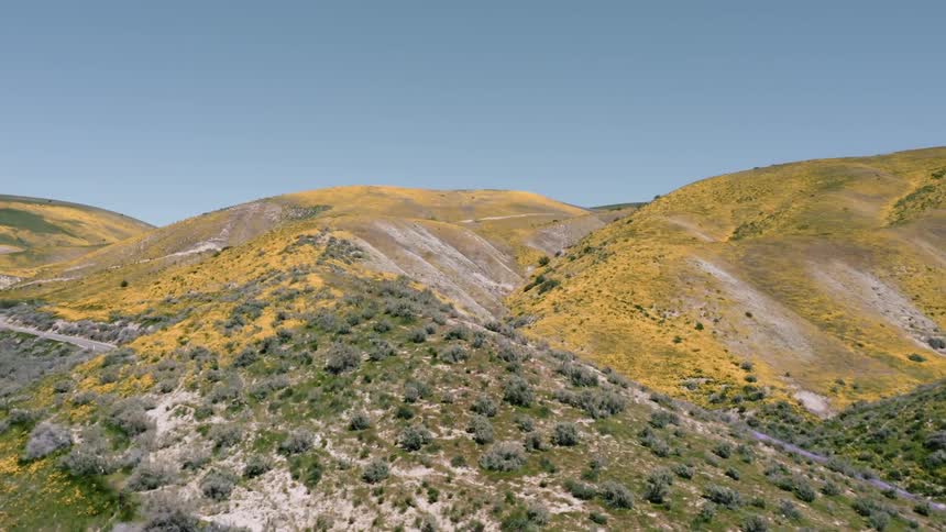 The hills are covered with yellow and purple wildflowers