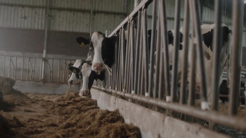 The cows eat through the fence in the barn