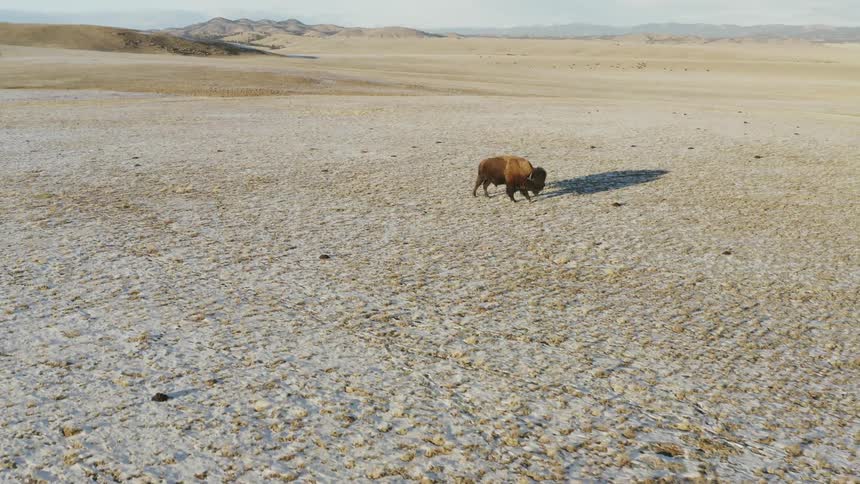 A buffalo is grazing on a plain during the day
