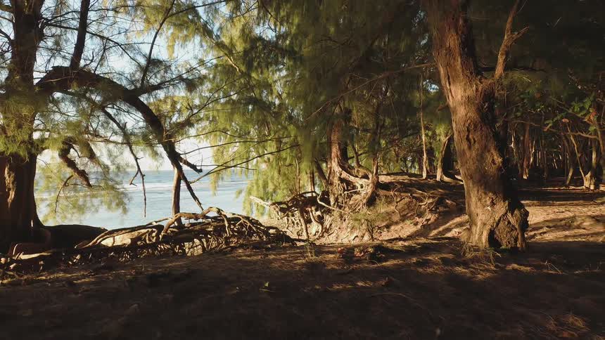 Trees grow on a beach