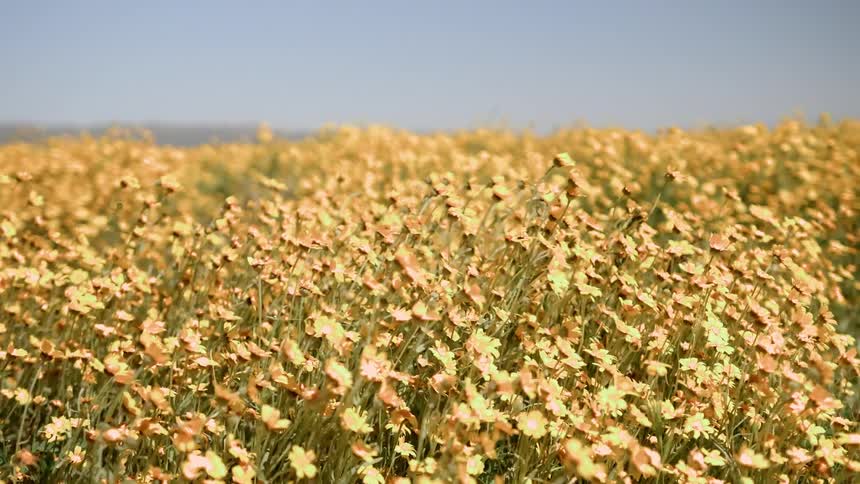 Yellow flowers blow in the breeze