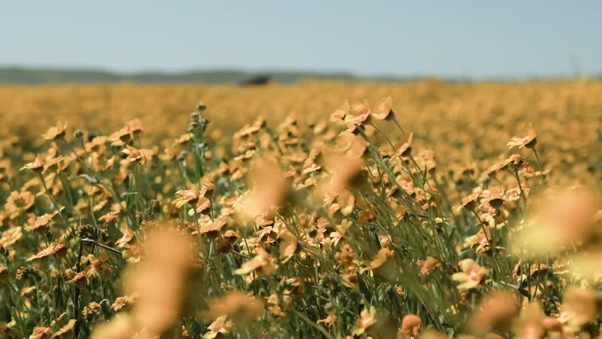 Wind blows through flowers in a field
