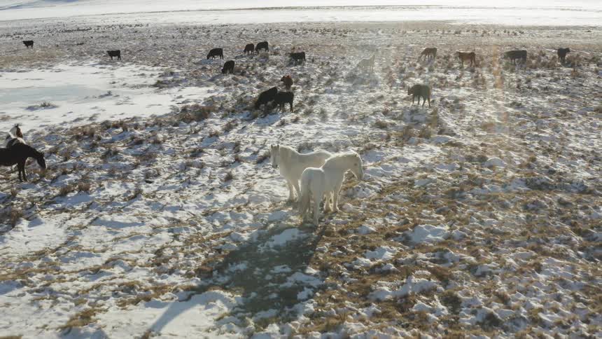 The horses are standing around, and grazing on the field