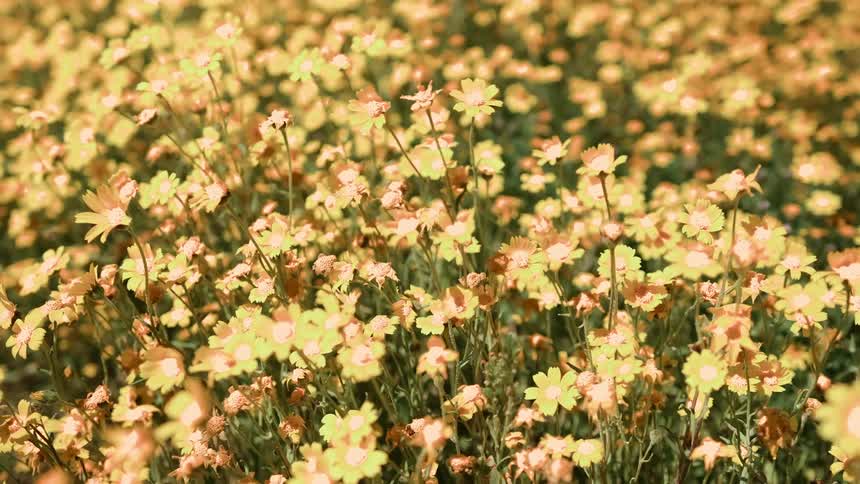 Wind blows through flowers in a field