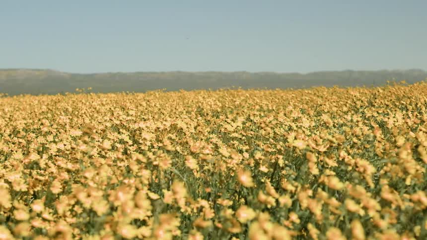 The field of yellow flowers move around in the wind