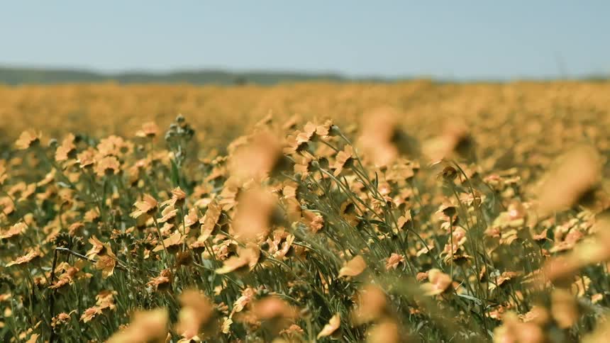 The wind blows yellow flowers in a field