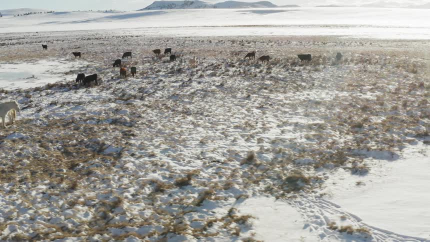 Cows graze in a snowy field