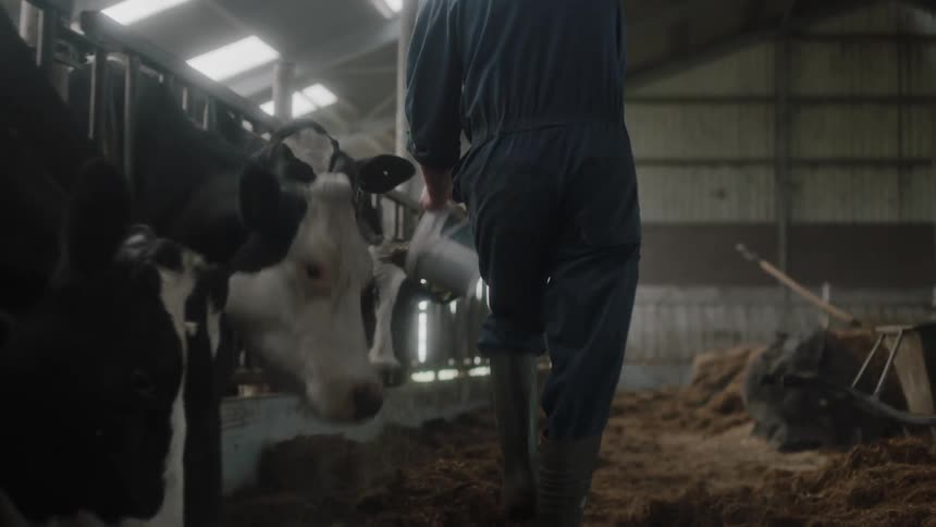 A farmer feeds cows