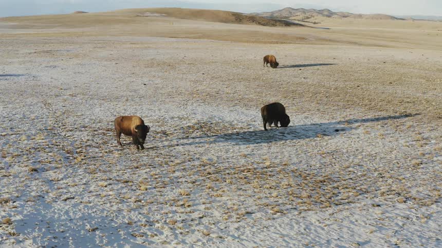 The animals are grazing on the snow covered field