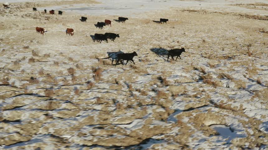 The animals run across the field in a herd