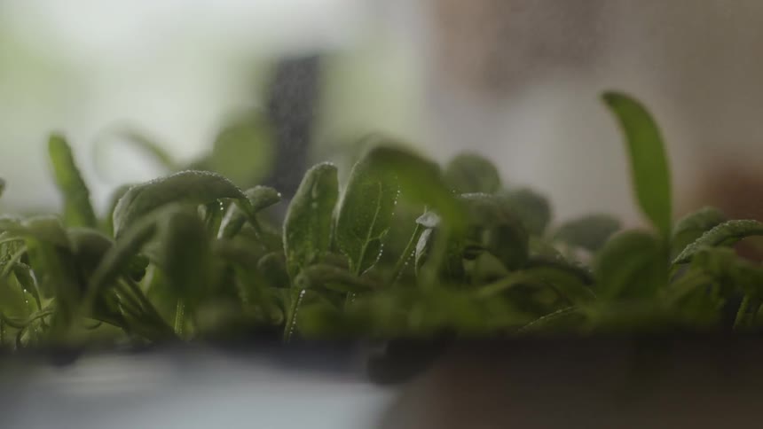 Someone spritzes plants with a spray bottle