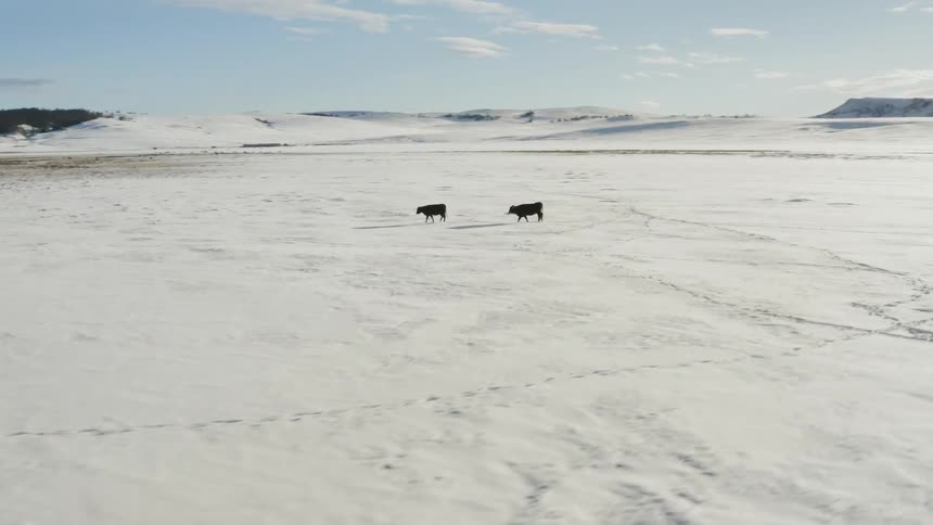 Two cows walk on a snow covered plain