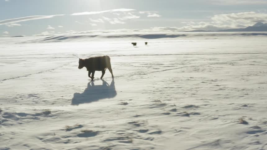 A cow walks across a snowy field