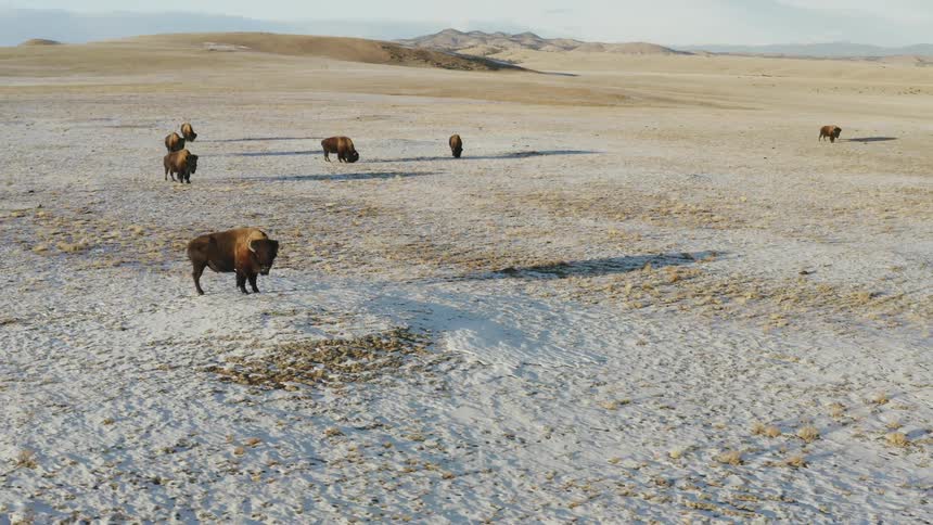 Bison graze in a snowy field