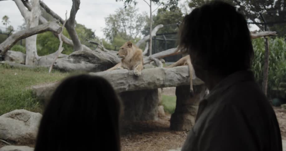 A man and girl look at a lion at a zoo