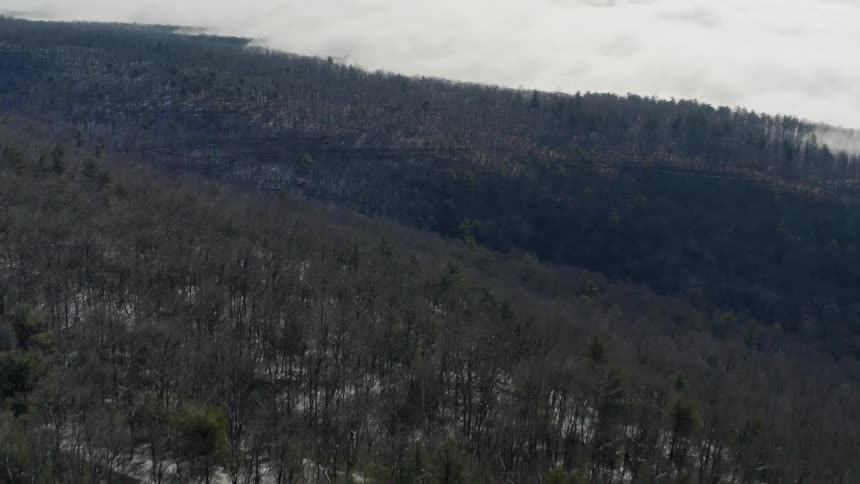 Snow and trees cover a mountainside