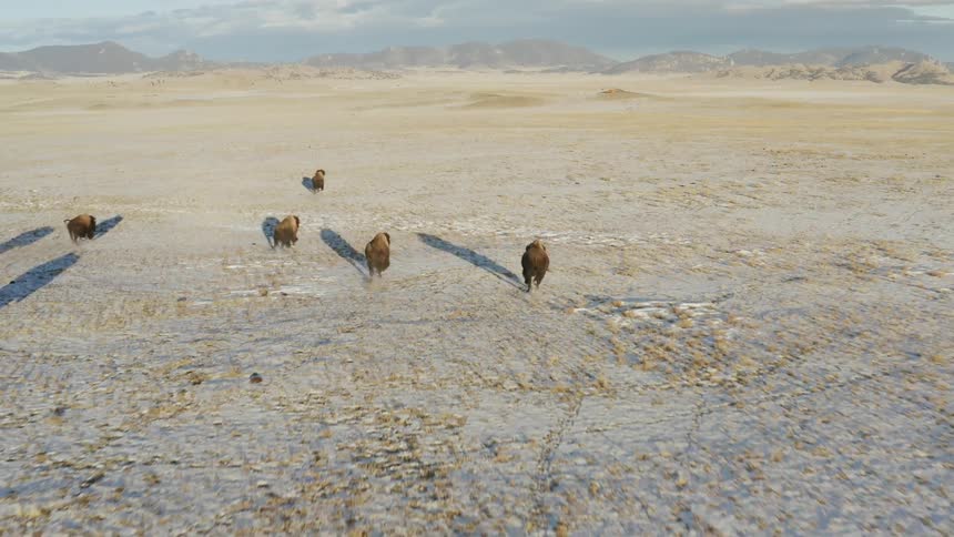 Buffalo gallop through the field