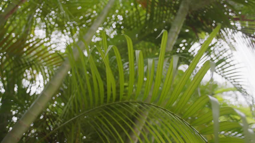 The long branches have large leaves