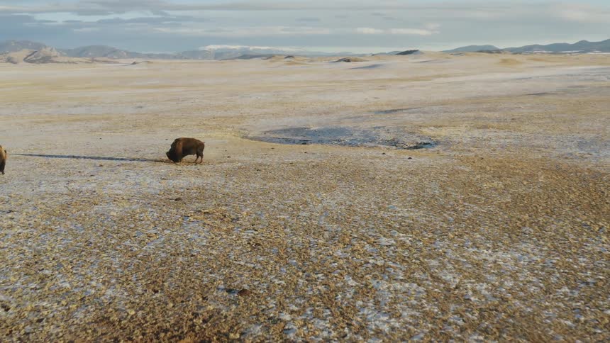 A buffalo is rolling in the dirt of a prairie during the day