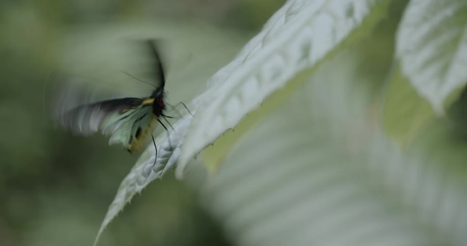 A butterfly flies from a plant leaf