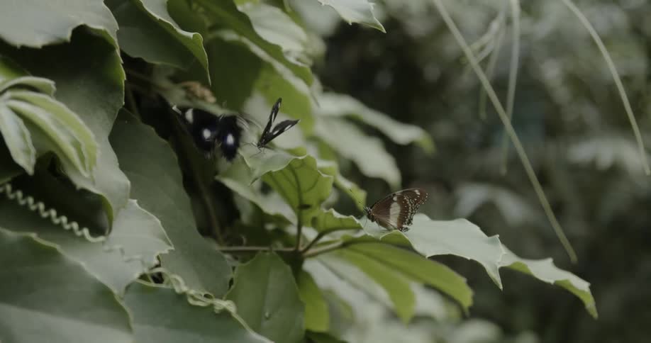 A group of butterflies hover around some leaves