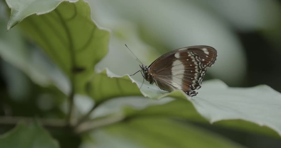 A butterfly is resting on a leaf as another butterfly alights and takes off