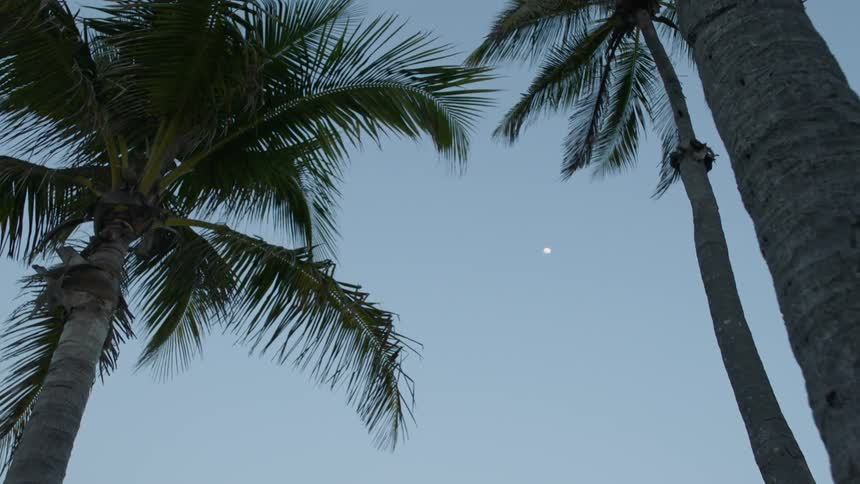 Palm trees sway in the breeze