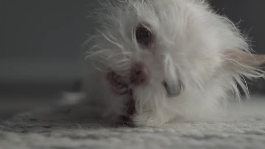A small dog chews on something
