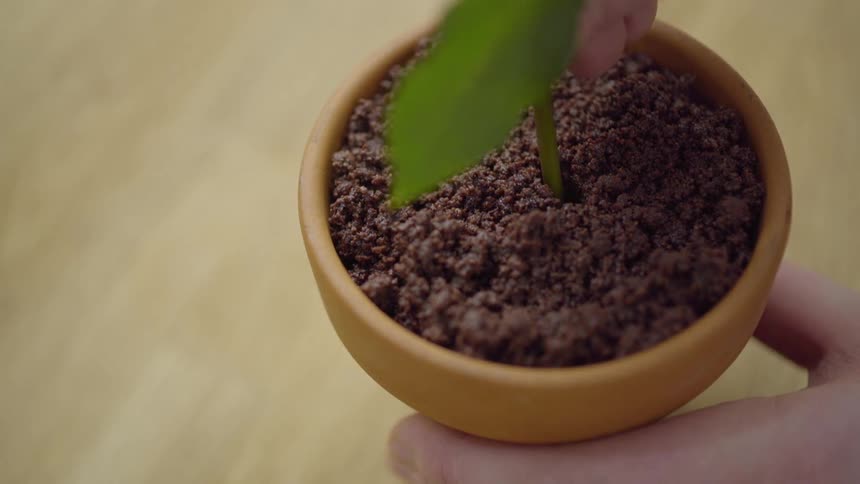 A plant is being planted
