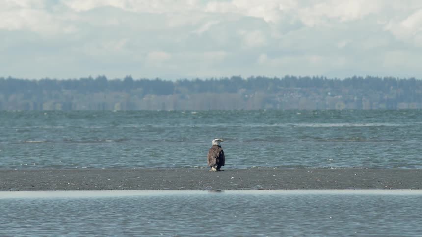 The bird sits on a small island in the water
