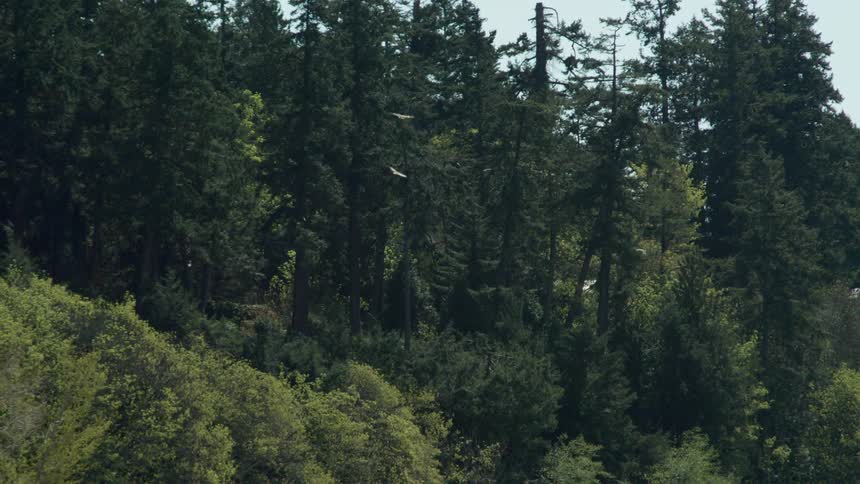 Birds fly into the woods