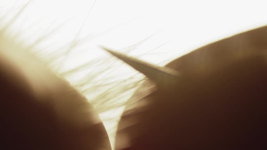 The small threads lift up in the light
