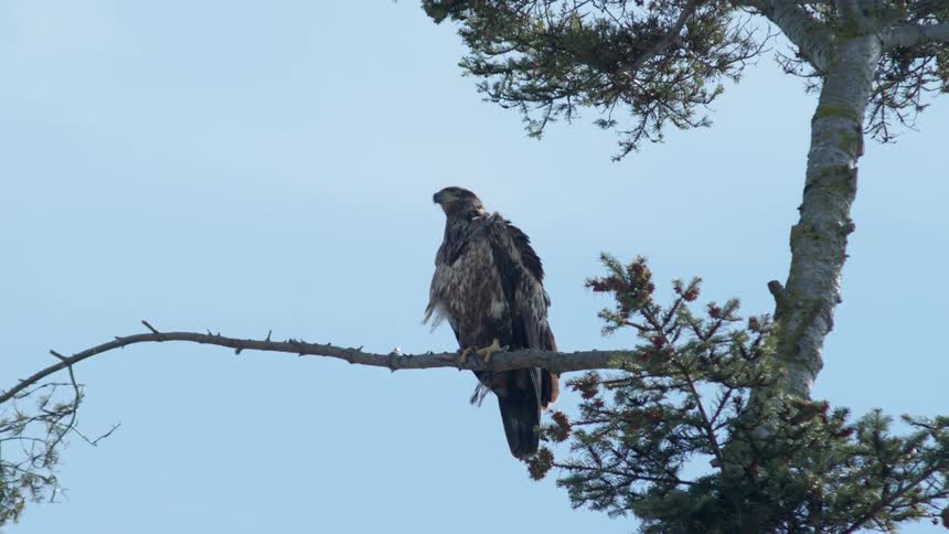 Bird sits on a tree branch