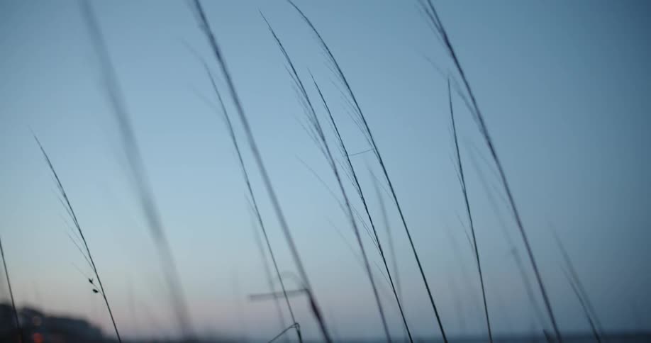 The wind near the show blows in the wind