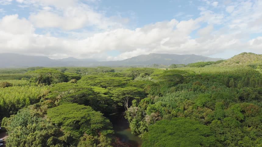 Large forest of green trees sit under a cloudy blue sky
