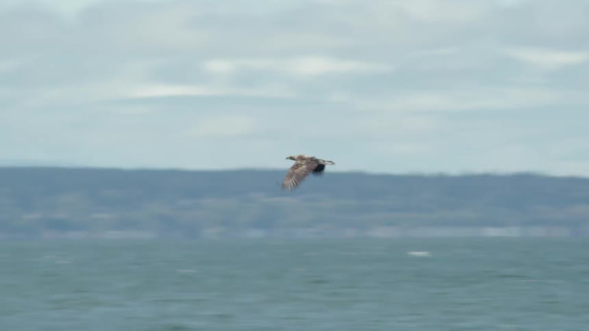 A bird flies in the sky