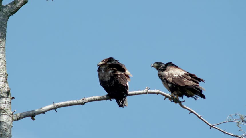 Two juvenile eagles are perched on a tree branch on a sunny day