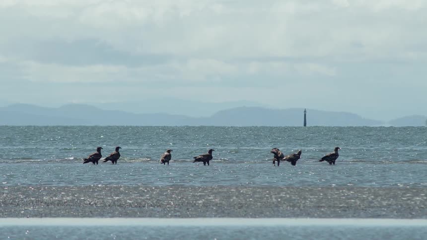 Birds stand in shallow water